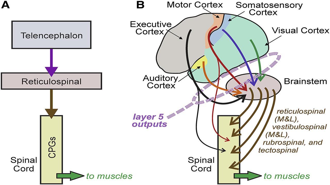 Two evolutionary stages of vertebrate CNS